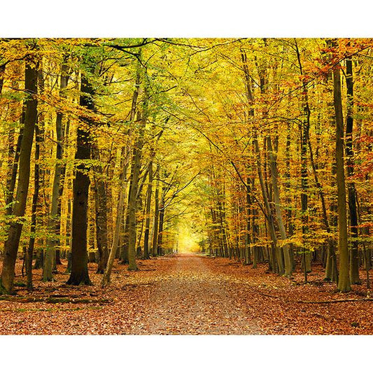 Autumn Leaves Wall Mural